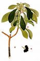 Spurge-Laurel - Daphne laureola L.
