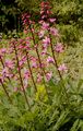 Gasplant - Dictamnus albus L.