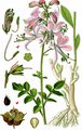 Gasplant - Dictamnus albus L.