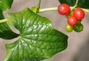 Black Bryony - Dioscorea communis (L.) Caddick & Wilkin
