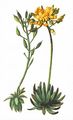 Immergrünes Hungerblümchen - Draba aizoides L.