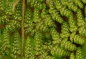 Broad Buckler-Fern - Dryopteris dilatata (Hoffm.) A. Gray