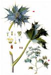 Stranddistel - Eryngium maritimum L. 