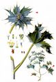 Sea-Holly - Eryngium maritimum L.
