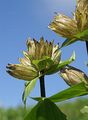 Tüpfel-Enzian - Gentiana punctata L.