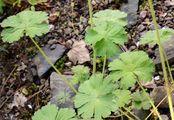 Dove's-Foot Crane's-Bill - Geranium molle L.