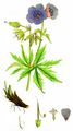 Meadow Crane's-Bill - Geranium pratense L.