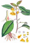 Orangerotes Springkraut - Impatiens capensis Meerb. 