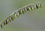 Nickendes Perlgras - Melica nutans L.