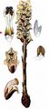 Bedstraw Broomrape - Orobanche caryophyllacea Sm.