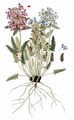 Verticillate Lousewort - Pedicularis verticillata L.