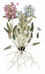 Quirlblättriges Läusekraut - Pedicularis verticillata L. 
