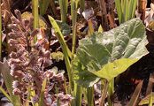 Butterbur - Petasites hybridus (L.) G. Gaertn. & al.