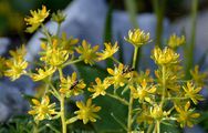 Yellow Saxifrage - Saxifraga aizoides L. 