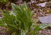 Viper's-Grass - Scorzonera humilis L.