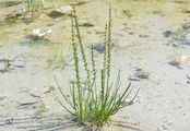 Marsh Arrowgrass - Triglochin palustris L.