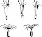 Arznei-Baldrian - Valeriana officinalis L.