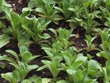 Gewöhnlicher Feldsalat - Valerianella locusta (L.) Laterr.