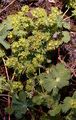 Niederliegender Frauenmantel - Alchemilla decumbens Buser