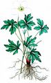 Snowdrop Anemone - Anemone sylvestris L.