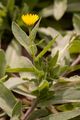 Field Marigold - Calendula arvensis (Vaill.) L.
