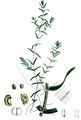 Short-Leaved Water-Starwort - Callitriche truncata Guss.