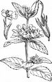 Wild Basil - Clinopodium vulgare L.