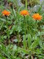 Gold-Pippau - Crepis aurea (L.) Cass.