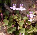 Ivy-Leaved Toadflax - Cymbalaria muralis P. Gaertn. , B. Mey. & Scherb.