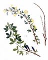 Clustered Broom - Cytisus hirsutus L.