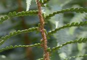 Geröll-Wurmfarn - Dryopteris oreades Fomin