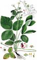 Hautbois Strawberry - Fragaria moschata Weston