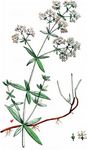 Nordisches Labkraut - Galium boreale L. 