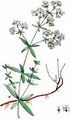 Northern Bedstraw - Galium boreale L.