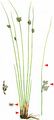 Hard Rush - Juncus inflexus L.