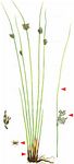 Blaugrüne Binse - Juncus inflexus L. 