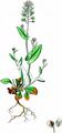 Perfoliate Penny-Cress - Microthlaspi perfoliatum (L.) F. K. Mey.