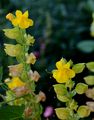 Blood-Drop-Emlets - Mimulus guttatus DC.