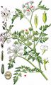 Fine-Leaved Water-Dropwort - Oenanthe aquatica (L.) Poir.