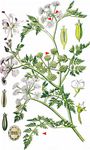 Großer Wasserfenchel - Oenanthe aquatica (L.) Poir. 