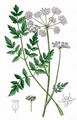 Hirschwurz - Peucedanum cervaria (L.) Lapeyr.