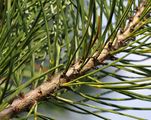 Lodgepole Pine - Pinus contorta Loudon