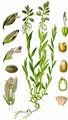 Gewöhnliches Kreuzblümchen - Polygala vulgaris L.