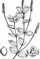 Perfoliate Pondweed - Potamogeton perfoliatus L.