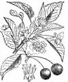 Dwarf Cherry - Prunus cerasus L.