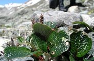 Netz-Weide - Salix reticulata L.
