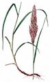 Johnson-Grass - Sorghum halepense (L.) Pers.