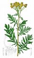 Tansy - Tanacetum vulgare L.