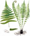 Lemon-Scented Fern - Thelypteris limbosperma (All.) H. P. Fuchs