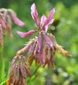 Westalpen-Klee - Trifolium alpinum L.